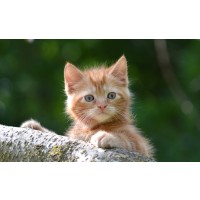 Kattenziekte-uitbraken in Nederland: voorkom dat ook jouw kat ernstig ziek wordt!