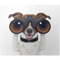Vacature allround dierenarts voor gezelschapsdieren