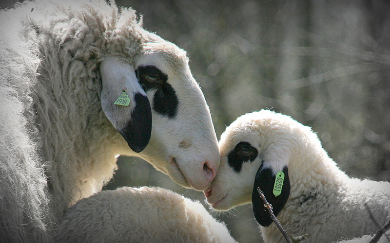 We doen ons werk met aandacht, liefde en plezier.