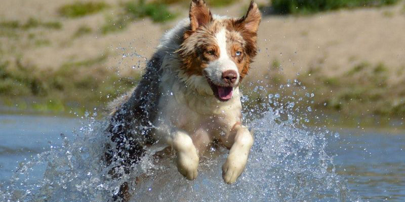 Hond in het water