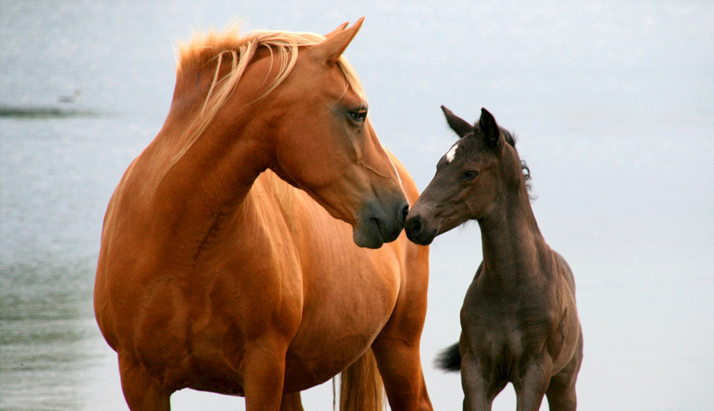 Paarden dierenarts