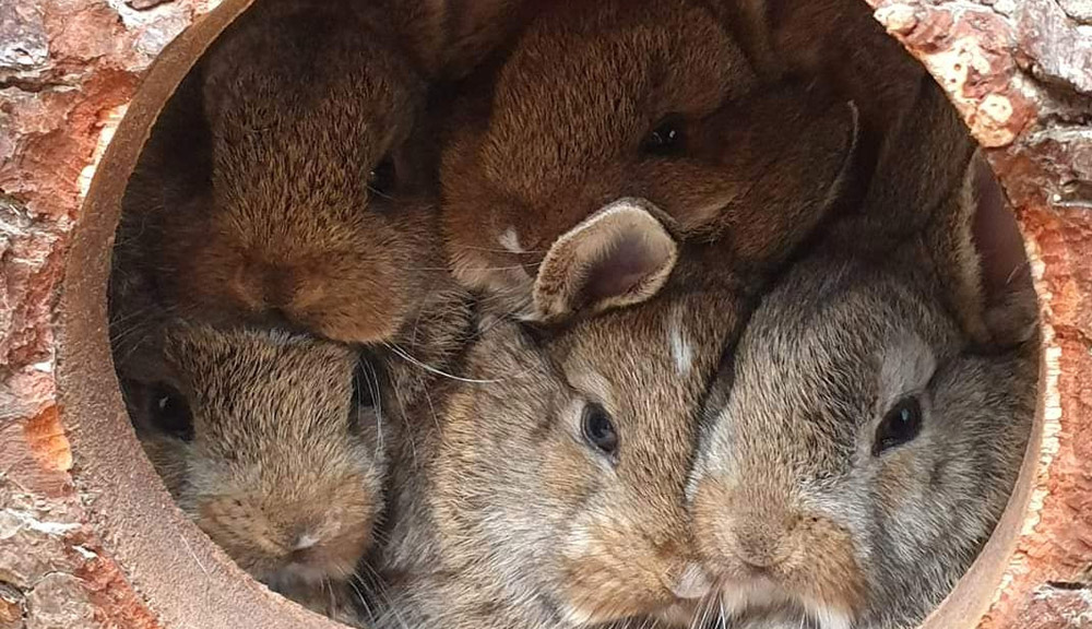 Konijnen dierenarts Konijnen dierenarts